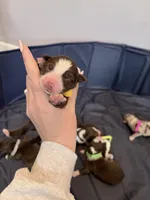 Puppy 8 , a female Australian Shepherd for sale in Flemingsburg, KY – Photo 2 of 3