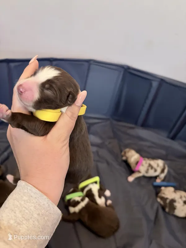 Puppy 8  – Australian Shepherd puppy for sale in Flemingsburg, KY