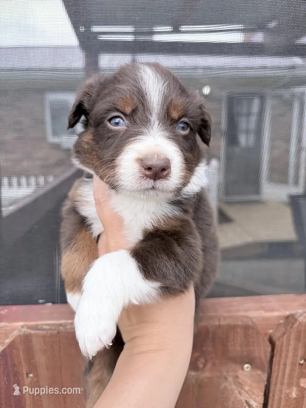 Puppy 8  – Australian Shepherd puppy for sale in Flemingsburg, KY