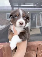 Puppy 8 , a female Australian Shepherd for sale in Flemingsburg, KY – Photo 1 of 2