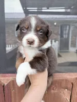 Puppy 8 , a female Australian Shepherd for sale in Flemingsburg, KY – Photo 2 of 2