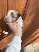 January, a female Australian Shepherd for sale in Flemingsburg, KY – Photo 5 of 9