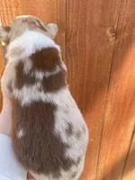 January, a female Australian Shepherd for sale in Flemingsburg, KY – Photo 2 of 9