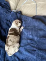 January, a female Australian Shepherd for sale in Flemingsburg, KY – Photo 8 of 9