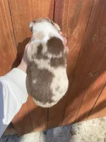 January, a female Australian Shepherd for sale in Flemingsburg, KY – Photo 4 of 9