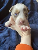 January, a female Australian Shepherd for sale in Flemingsburg, KY – Photo 7 of 9