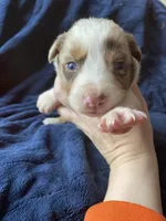 January, a female Australian Shepherd for sale in Flemingsburg, KY – Photo 1 of 9