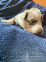 January, a female Australian Shepherd for sale in Flemingsburg, KY – Photo 6 of 9