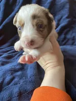January, a female Australian Shepherd for sale in Flemingsburg, KY – Photo 9 of 9