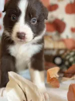 Lilly, a female Australian Shepherd for sale in Flemingsburg, KY – Photo 5 of 8
