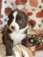 Lilly, a female Australian Shepherd for sale in Flemingsburg, KY – Photo 4 of 8