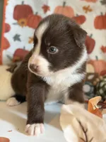 Lilly, a female Australian Shepherd for sale in Flemingsburg, KY – Photo 6 of 8