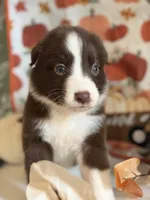 Lilly, a female Australian Shepherd for sale in Flemingsburg, KY – Photo 1 of 8