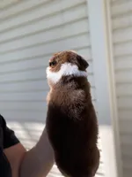Lilly, a female Australian Shepherd for sale in Flemingsburg, KY – Photo 3 of 8