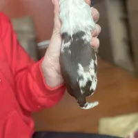 Ranger, a male Australian Shepherd for sale in Flemingsburg, KY – Photo 2 of 2