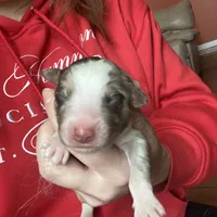 Ranger, a male Australian Shepherd for sale in Flemingsburg, KY – Photo 1 of 2
