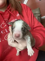 Ranger, a male Australian Shepherd for sale in Flemingsburg, KY – Photo 1 of 2
