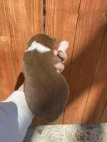 June, a female Australian Shepherd for sale in Flemingsburg, KY – Photo 9 of 9