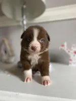 June, a female Australian Shepherd for sale in Flemingsburg, KY – Photo 3 of 9