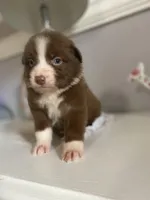June, a female Australian Shepherd for sale in Flemingsburg, KY – Photo 1 of 9