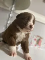 June, a female Australian Shepherd for sale in Flemingsburg, KY – Photo 4 of 9