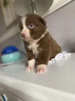 June, a female Australian Shepherd for sale in Flemingsburg, KY – Photo 2 of 9