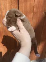 June, a female Australian Shepherd for sale in Flemingsburg, KY – Photo 8 of 9