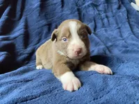 June, a female Australian Shepherd for sale in Flemingsburg, KY – Photo 6 of 9