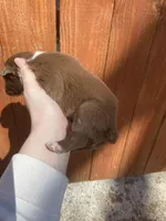 June, a female Australian Shepherd for sale in Flemingsburg, KY – Photo 5 of 9