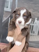 Puppy 9 , a male Australian Shepherd for sale in Flemingsburg, KY – Photo 5 of 5