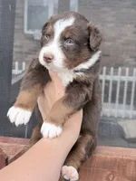 Puppy 9 , a male Australian Shepherd for sale in Flemingsburg, KY – Photo 4 of 5