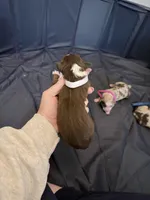 Puppy 9 , a male Australian Shepherd for sale in Flemingsburg, KY – Photo 2 of 3