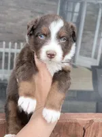 Puppy 9 , a male Australian Shepherd for sale in Flemingsburg, KY – Photo 1 of 5