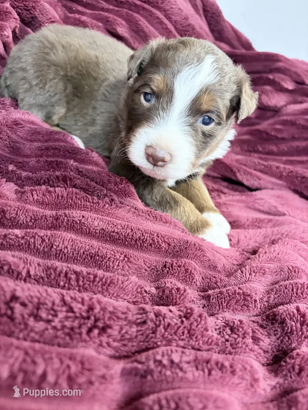 Puppy 9  – Australian Shepherd puppy for sale in Flemingsburg, KY