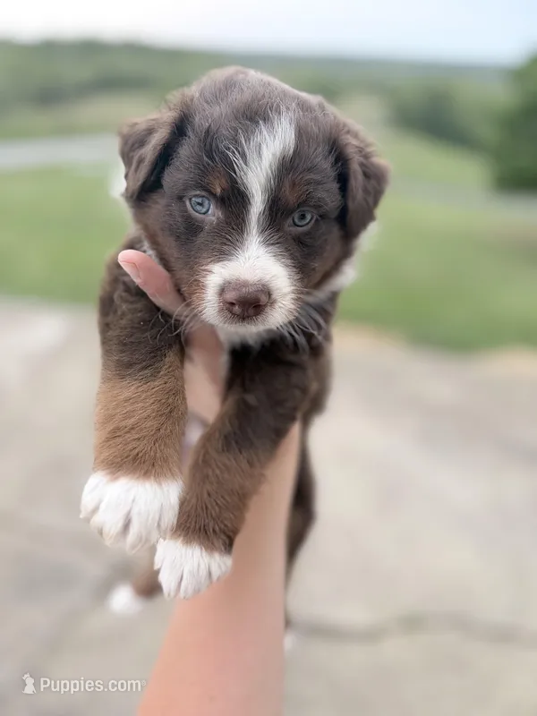 Puppy 9  – Australian Shepherd puppy for sale in Flemingsburg, KY