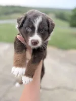 Puppy 9 , a male Australian Shepherd for sale in Flemingsburg, KY – 1 of 2