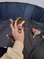 Puppy 9 , a male Australian Shepherd for sale in Flemingsburg, KY – Photo 1 of 3