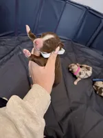 Puppy 9 , a male Australian Shepherd for sale in Flemingsburg, KY – Photo 3 of 3