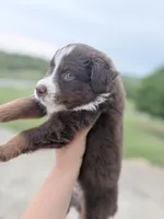 Puppy 9 , a male Australian Shepherd for sale in Flemingsburg, KY – 2 of 2