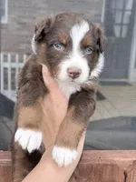Puppy 9 , a male Australian Shepherd for sale in Flemingsburg, KY – Photo 3 of 5