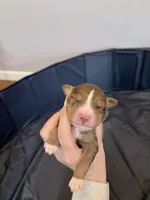 Puppy 1 , a male Australian Shepherd for sale in Flemingsburg, KY – Photo 1 of 3