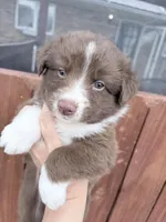 Puppy 1 , a male Australian Shepherd for sale in Flemingsburg, KY – Photo 2 of 5