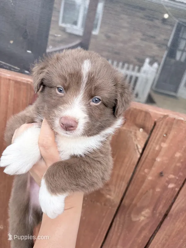Puppy 1  – Australian Shepherd puppy on hold in Flemingsburg, KY