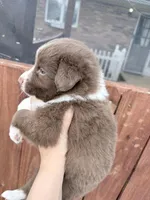 Puppy 1 , a male Australian Shepherd for sale in Flemingsburg, KY – Photo 4 of 5