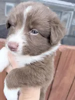 Puppy 1 , a male Australian Shepherd for sale in Flemingsburg, KY – Photo 3 of 5