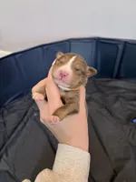 Puppy 1 , a male Australian Shepherd for sale in Flemingsburg, KY – Photo 3 of 3