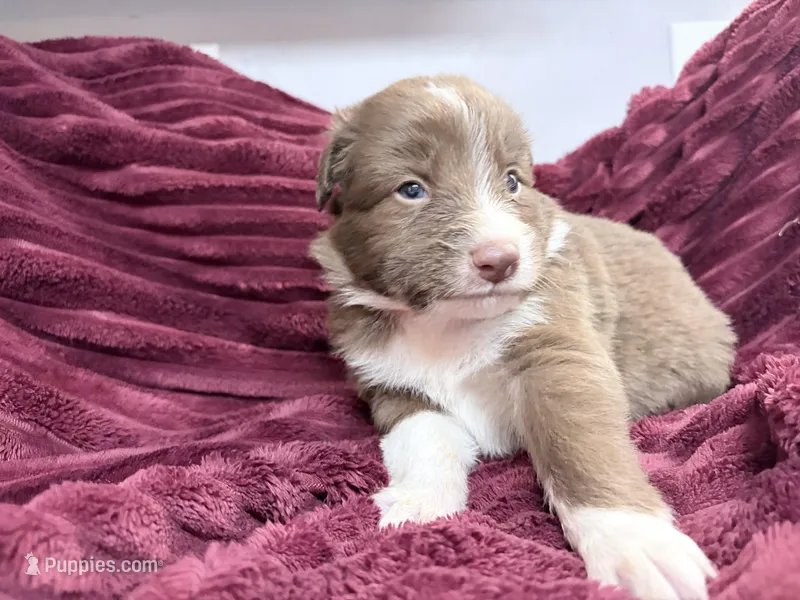 Puppy 1  – Australian Shepherd puppy for sale in Flemingsburg, KY