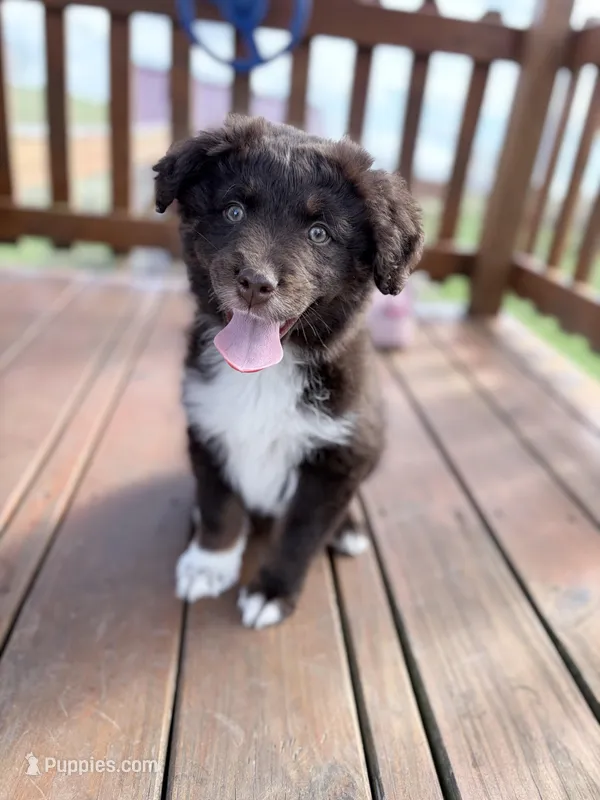 Tank – Australian Shepherd puppy for sale in Flemingsburg, KY