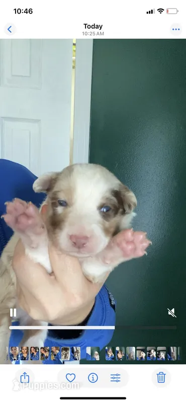 Rose, a female Australian Shepherd for sale in Flemingsburg, KY – Photo 1 of 6