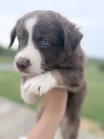 Puppy 3 , a male Australian Shepherd for sale in Flemingsburg, KY – 2 of 6